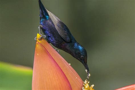  Die Verborgene Schönheit des Sonnenvogels - Eine Ode an die subtilen Linien und warmen Farbtöne der Han-Dynastie