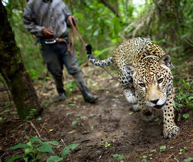  Jaguar-Mensch: Eine Symbiose von Tier und Menschlichkeit?